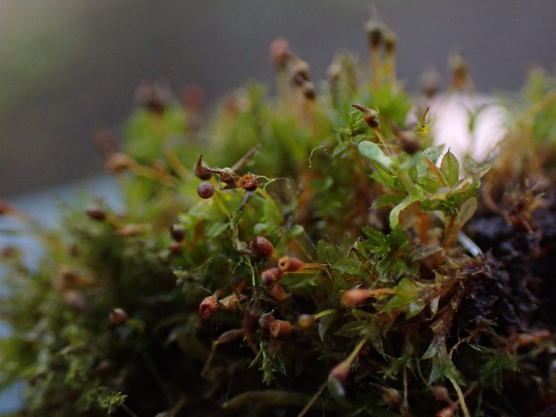 Tortula truncata, photographed by Randal