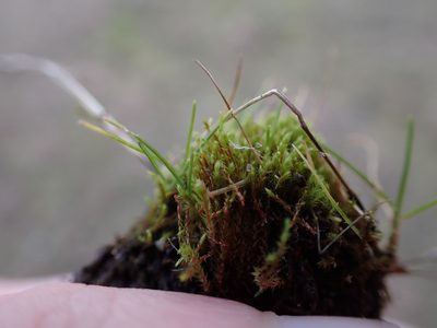 Philonotis capillaris, photographed by Randal