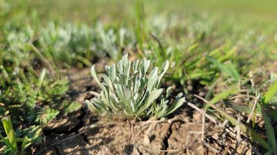 Hesperevax caulescens, photographed by Chris Winchell
