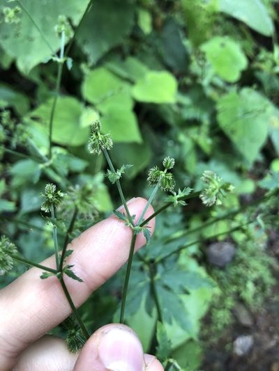 Sanicula liberta, photographed by Skjold Søndergaard