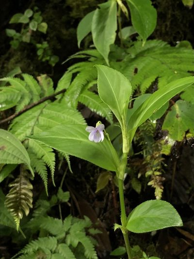 Viola stipularis, photographed by Skjold Søndergaard