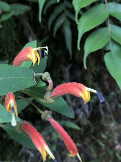 Centropogon ferrugineus, photographed by Skjold Søndergaard