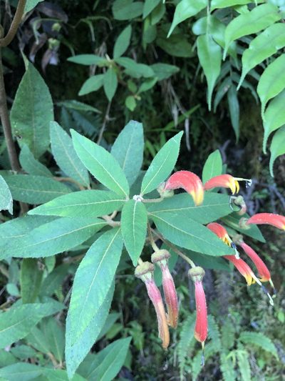 Centropogon ferrugineus, photographed by Skjold Søndergaard
