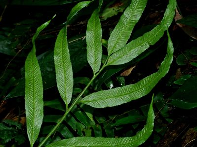 Asplenium formosae, photographed by Jacy Chen