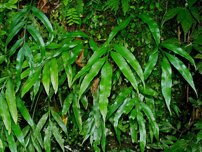 Asplenium formosae, photographed by Jacy Chen