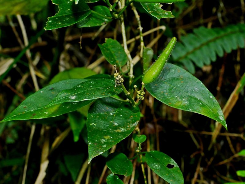 Marsdenia tinctoria, photographed by Jacy Chen