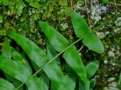 Nephrolepis biserrata, photographed by Jacy Chen