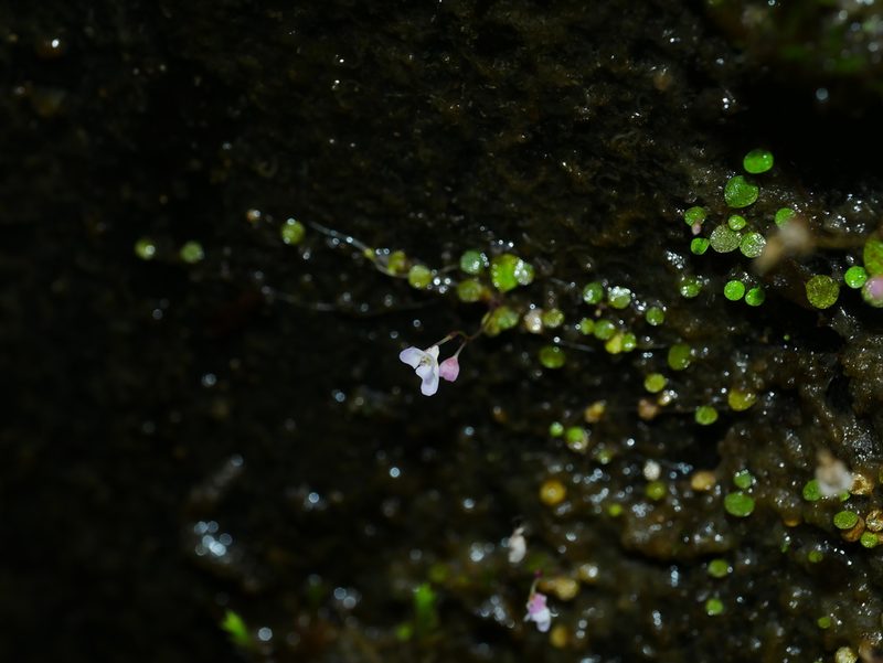 Utricularia striatula, photographed by Jacy Chen