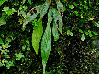Antrophyum formosanum, photographed by Jacy Chen