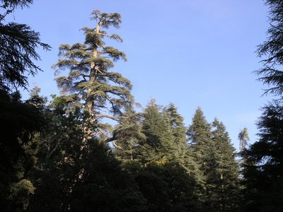 Cedrus atlantica, photographed by Oleg Kosterin