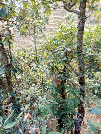 Quercus leucotrichophora, photographed by Maya Lodhiyal