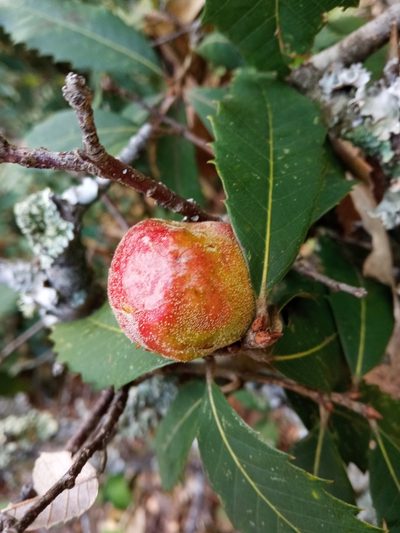 Quercus leucotrichophora, photographed by Maya Lodhiyal