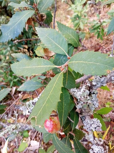 Quercus leucotrichophora, photographed by Maya Lodhiyal