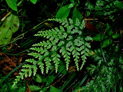 Asplenium ritoense