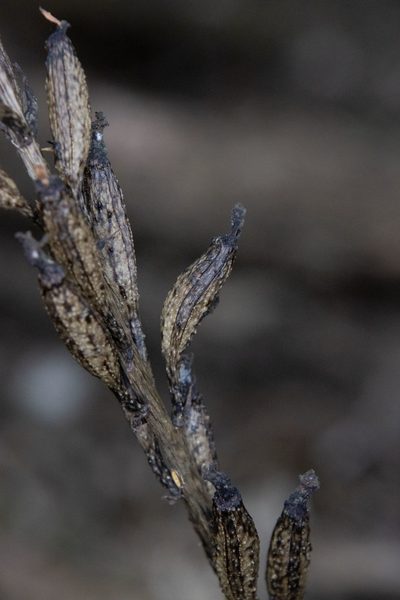 Gastrodia cooperae, photographed by Hayden Jones