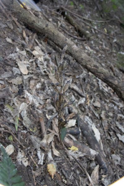 Gastrodia cooperae, photographed by Hayden Jones