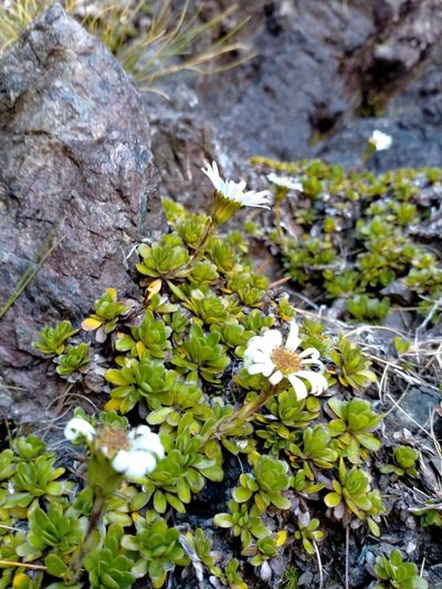 Celmisia bellidioides, photographed by John Barkla