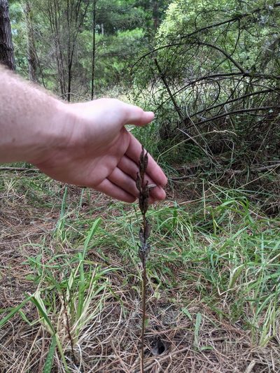 Gastrodia cooperae, photographed by Hayden Jones