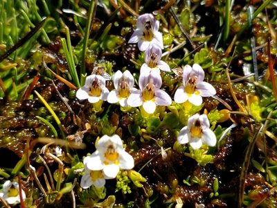 Euphrasia dyeri, photographed by John Barkla