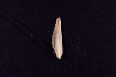 Triodia compacta, photographed by Kym Nicolson