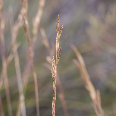 Triodia compacta, photographed by Kym Nicolson