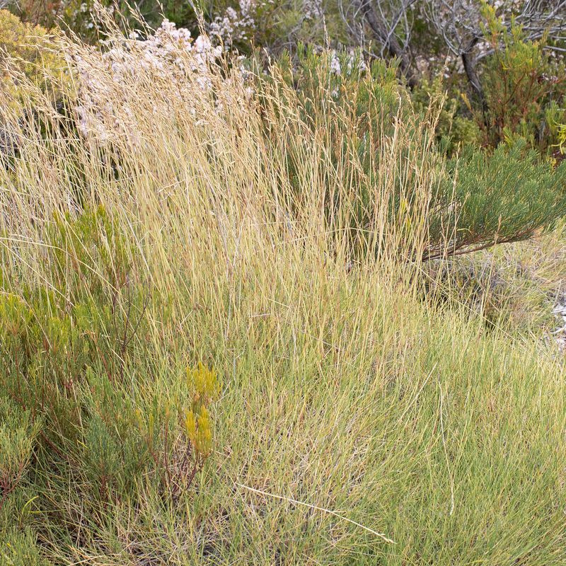 Triodia compacta, photographed by Kym Nicolson