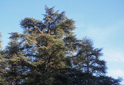Cedrus atlantica, photographed by Oleg Kosterin