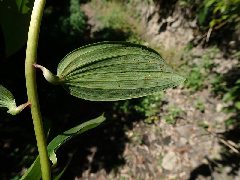Bomarea multiflora, photographed by Duncan Cunningham