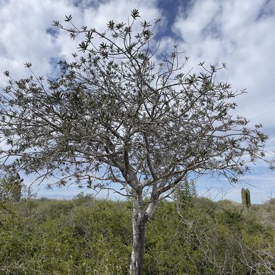 Forchhammeria watsonii, photographed by Bill Levine