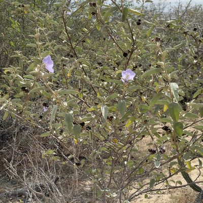Solanum hindsianum, photographed by Bill Levine