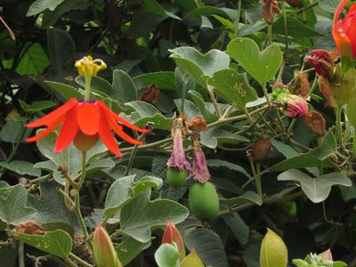 Passiflora manicata, photographed by Manuel Roncal