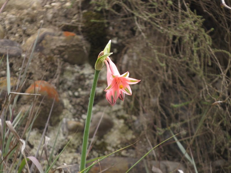 Clinanthus incarnatus, photographed by Manuel Roncal