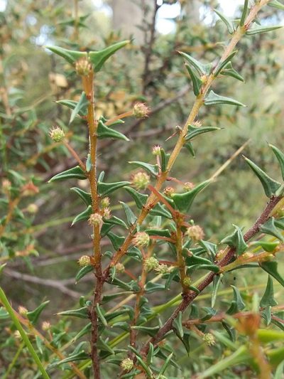 Acacia gunnii, photographed by insiderelic