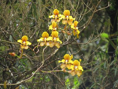 Cyrtochilum macranthum, photographed by Manuel Roncal