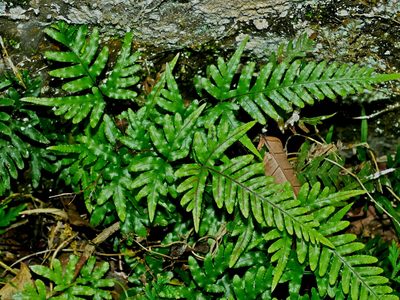 Pteris dispar, photographed by Jacy Chen