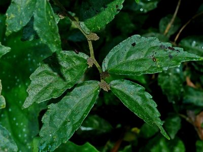 Pellionia pellucida, photographed by Jacy Chen