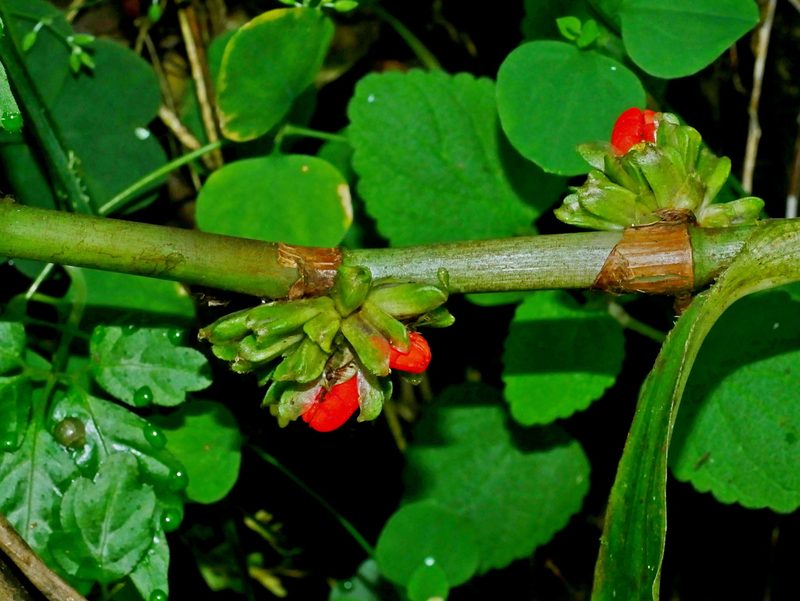 Amischotolype glabrata, photographed by Jacy Chen