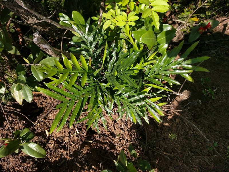 Filicium decipiens, photographed by Kevin Faccenda