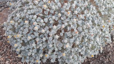 Psathyrotes ramosissima, photographed by Yuliana Dimas