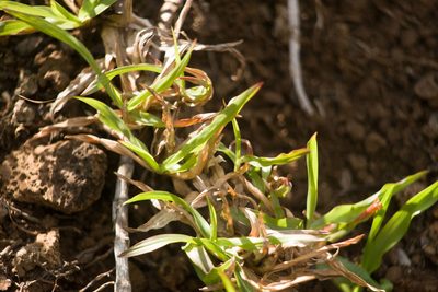 Chrysopogon aciculatus
