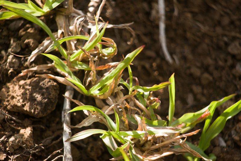 Chrysopogon aciculatus, photographed by Kevin Faccenda