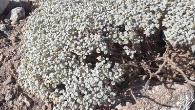 Psathyrotes ramosissima, photographed by Yuliana Dimas