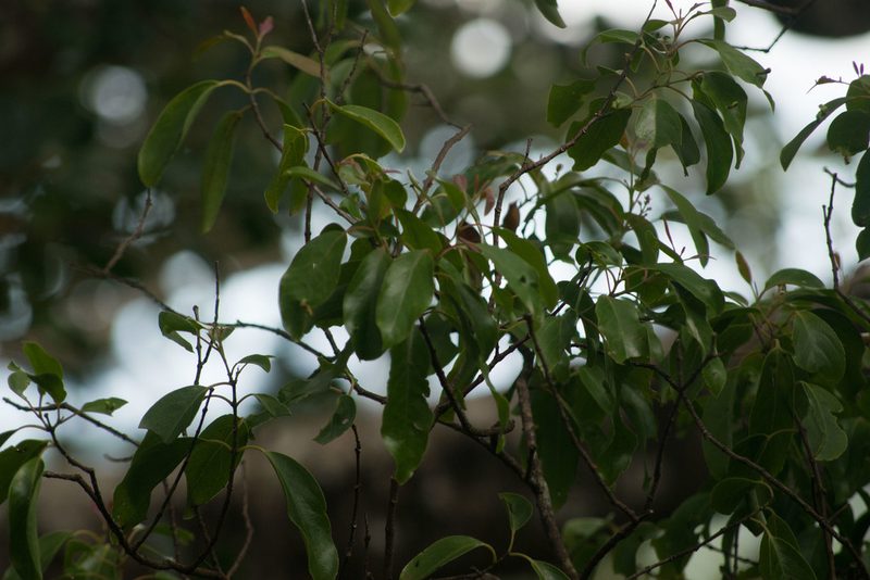 Santalum freycinetianum, photographed by Kevin Faccenda