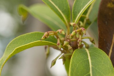 Nestegis sandwicensis, photographed by Kevin Faccenda