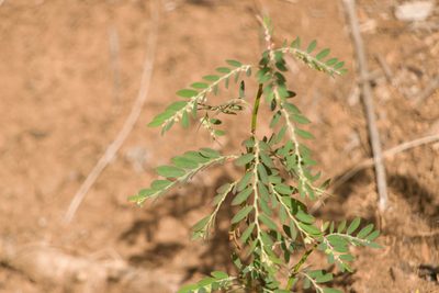 Phyllanthus debilis, photographed by Kevin Faccenda