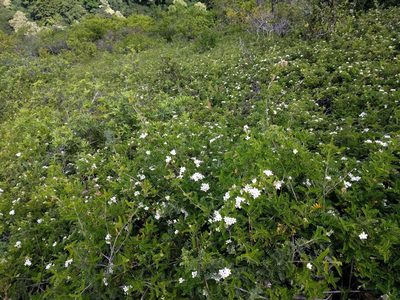 Osteomeles anthyllidifolia, photographed by Kevin Faccenda