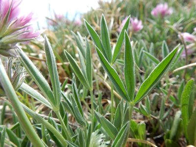 Trifolium attenuatum, photographed by Matt Lavin