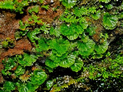 Crepidomanes parvulum, photographed by Jacy Chen