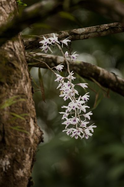 Dendrobium transparens, photographed by Divya Mudappa