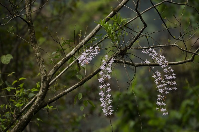 Dendrobium transparens, photographed by Divya Mudappa